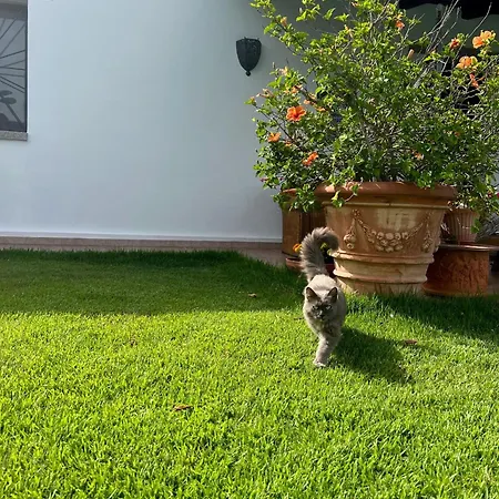 Peditoltu Willa *